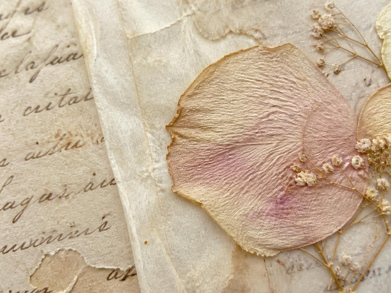 Macro of a pressed petal and vellum layered over aged handwritten paper
